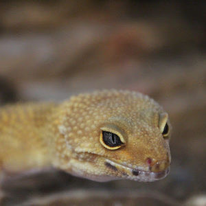 Meet your Posher, Lani